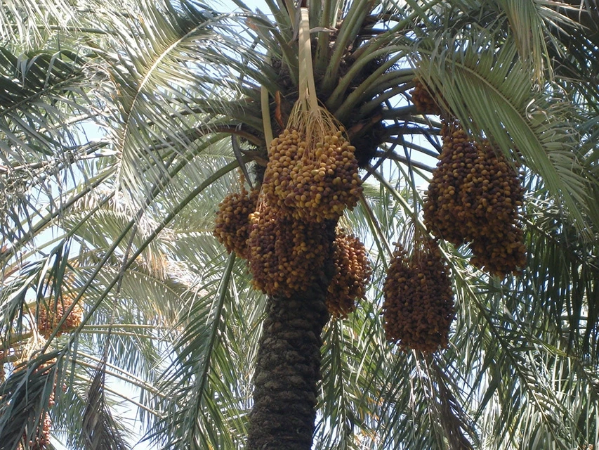 نخيل واشنطني وملوكي – جدة مكة